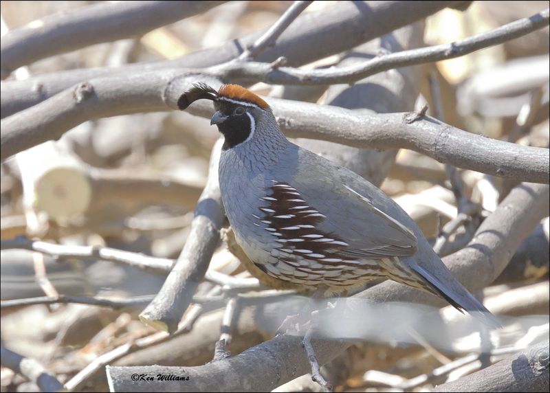 Gambel's Quail male, Patagonia, AZ, 4-4-2024_9697z.jpg