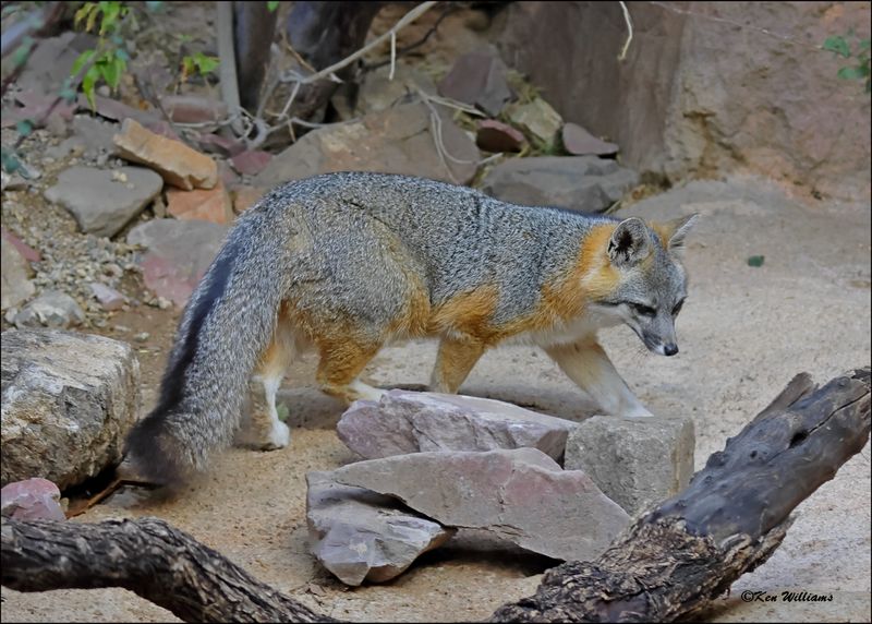 Gray Fox, Arizona-Sonora Desert Museum, AZ, 4-2-2024_6577z.jpg