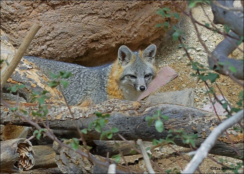 Gray Fox, Arizona-Sonora Desert Museum, AZ, 4-2-2024_8033z.jpg