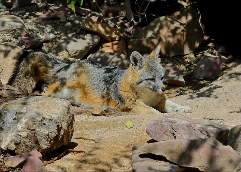Gray Fox, Arizona-Sonora Desert Museum, AZ, 4-2-2024_8050z.jpg