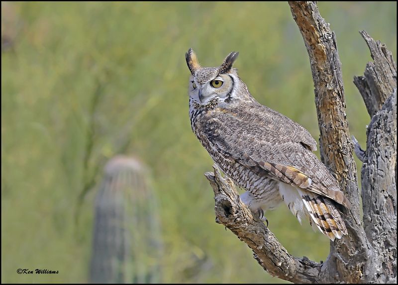 Great Horned Owl, Arizona-Sonora Desert Museum, AZ, 4-2-2024_6902z.jpg