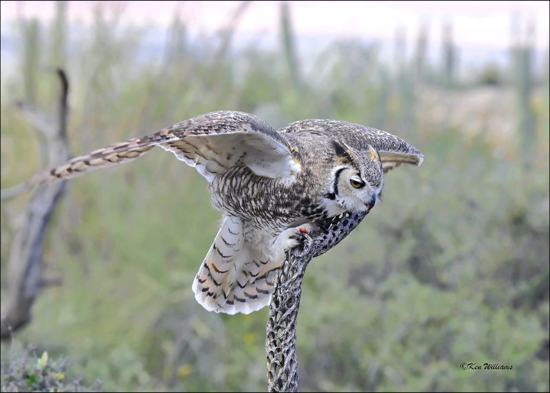 Great Horned Owl, Arizona-Sonora Desert Museum, AZ, 4-2-2024_6936z.jpg