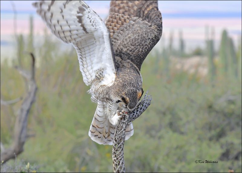 Great Horned Owl, Arizona-Sonora Desert Museum, AZ, 4-2-2024_6946z.jpg