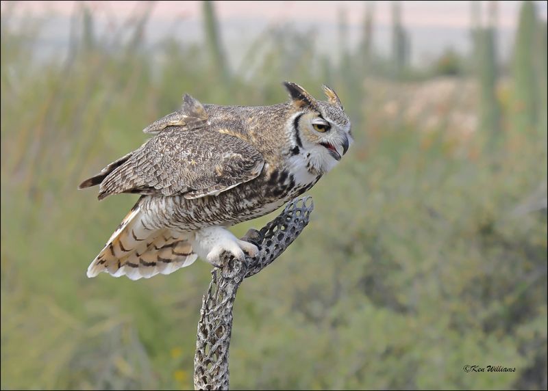 Great Horned Owl, Arizona-Sonora Desert Museum, AZ, 4-2-2024_6950z.jpg