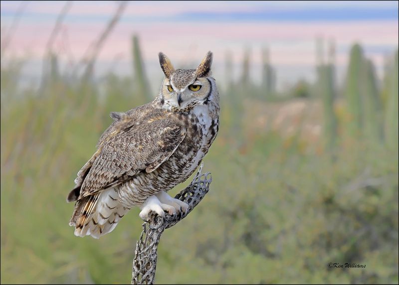 Great Horned Owl, Arizona-Sonora Desert Museum, AZ, 4-2-2024_6965z.jpg