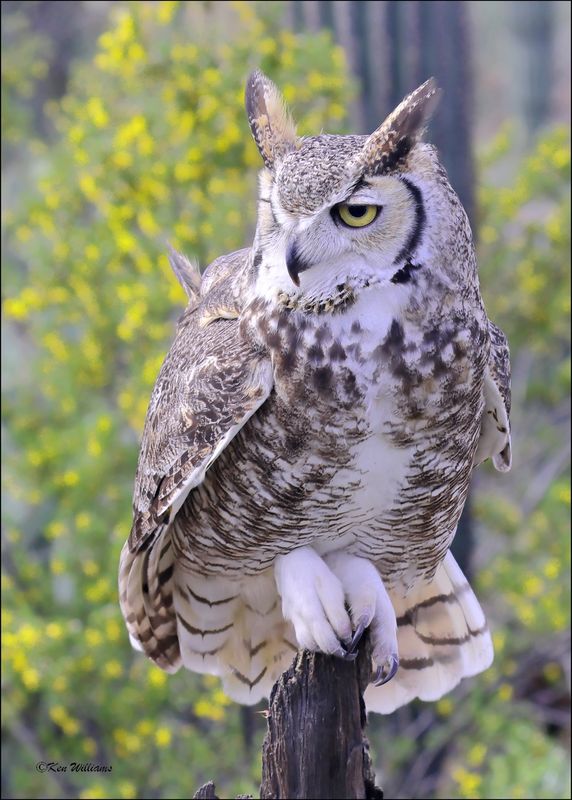 Great Horned Owl, Arizona-Sonora Desert Museum, AZ, 4-2-2024_7023z.jpg