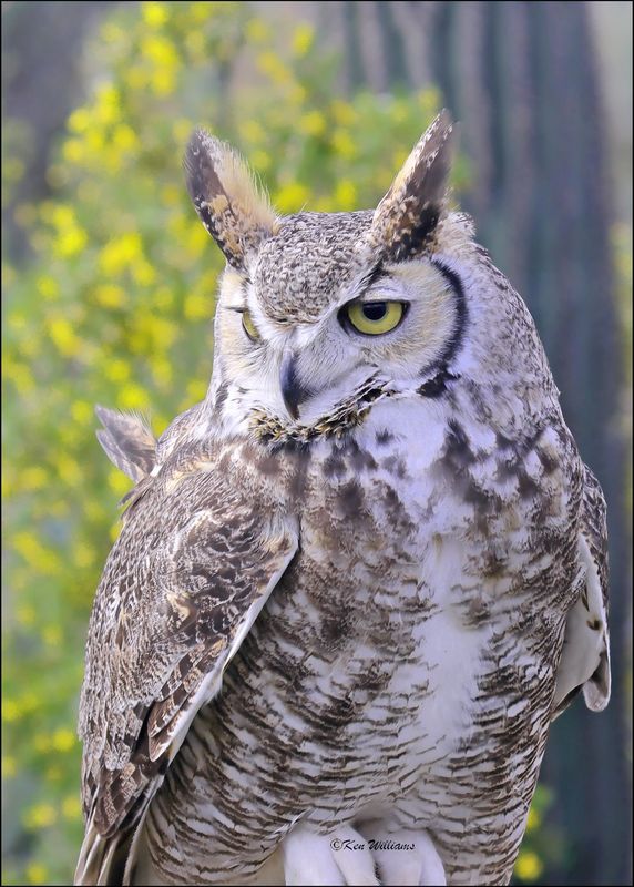 Great Horned Owl, Arizona-Sonora Desert Museum, AZ, 4-2-2024_7039z.jpg