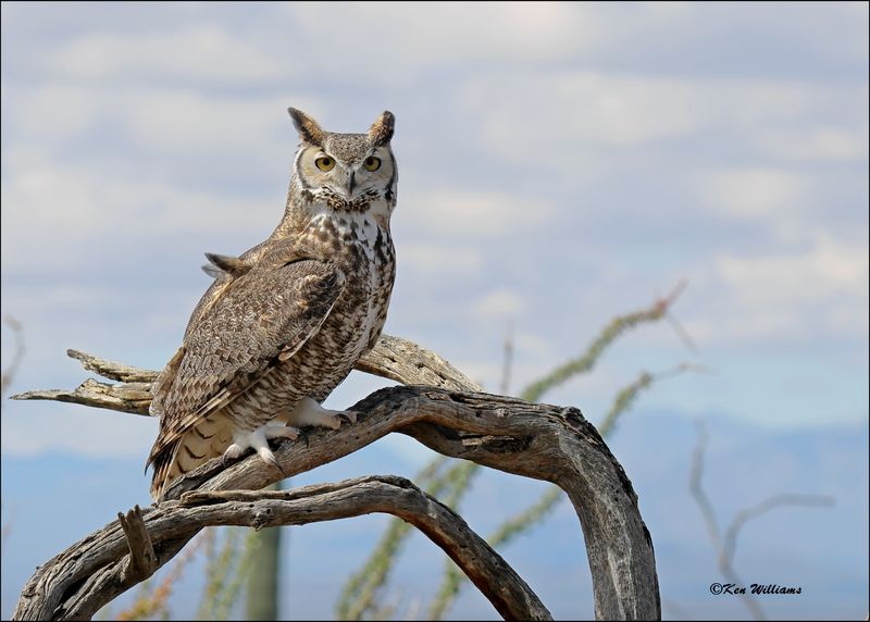 Great Horned Owl, Arizona-Sonora Desert Museum, AZ, 4-2-2024_7095z.jpg