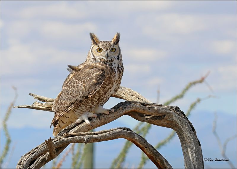 Great Horned Owl, Arizona-Sonora Desert Museum, AZ, 4-2-2024_7125z.jpg