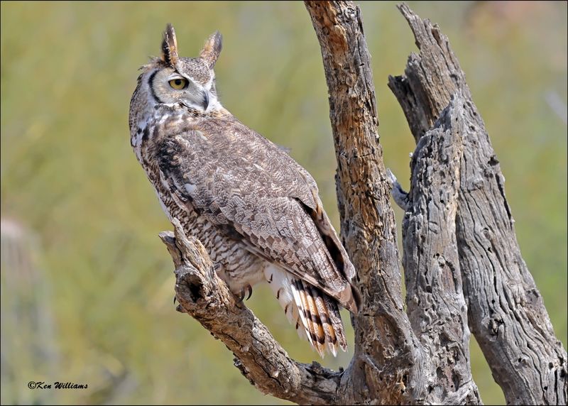 Great Horned Owl, Arizona-Sonora Desert Museum, AZ, 4-2-2024_7163z.jpg