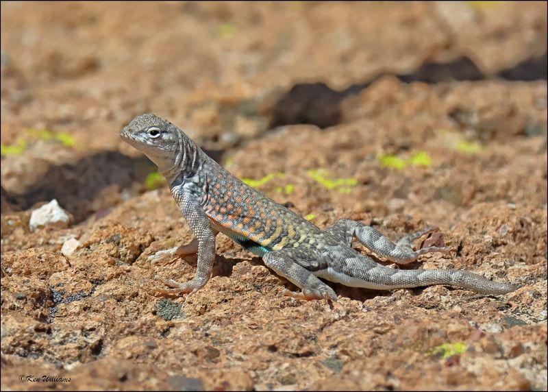 Greater Earless Lizard, Boyce Thompson Arboretum, 3-30-2024_5718z.jpg