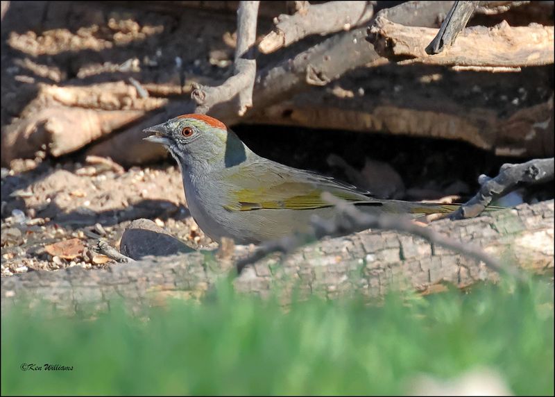 Green-tailed Towhee, Patagonia, AZ, 4-4-2024_0709z.jpg