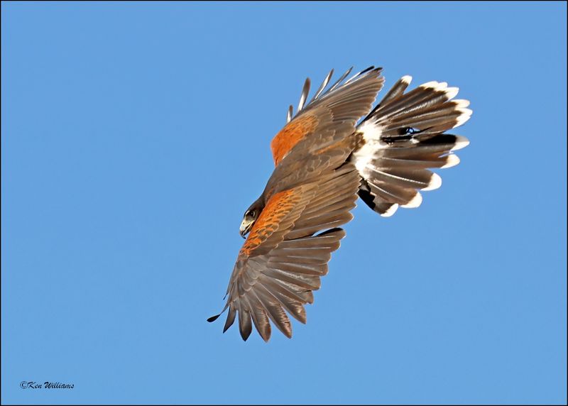 Harris's Hawk, Arizona-Sonora Desert Museum, AZ, 4-2-2024_7592z.jpg