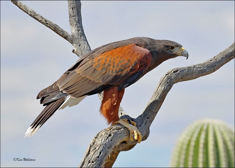 Harris's Hawk, Arizona-Sonora Desert Museum, AZ, 4-2-2024_7637z.jpg