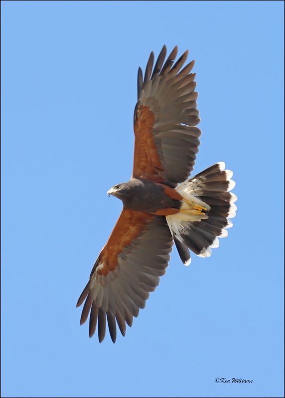 Harris's Hawk, Arizona-Sonora Desert Museum, AZ, 4-2-2024_7727z.jpg