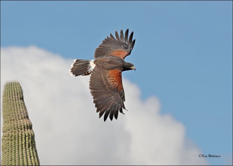 Harris's Hawk, Arizona-Sonora Desert Museum, AZ, 4-2-2024_7776z.jpg