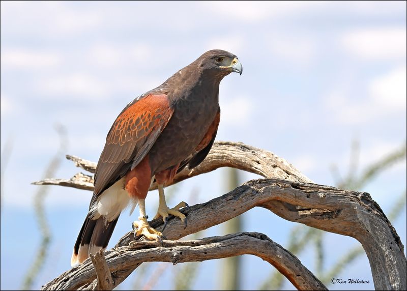 Harris's Hawk, Arizona-Sonora Desert Museum, AZ, 4-2-2024_7800z.jpg