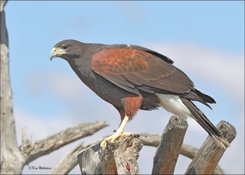 Harris's Hawk, Arizona-Sonora Desert Museum, AZ, 4-2-2024_7895z.jpg