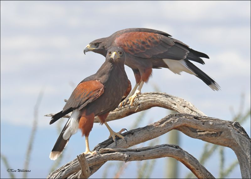 Harris's Hawk, Arizona-Sonora Desert Museum, AZ, 4-2-2024_7946z.jpg