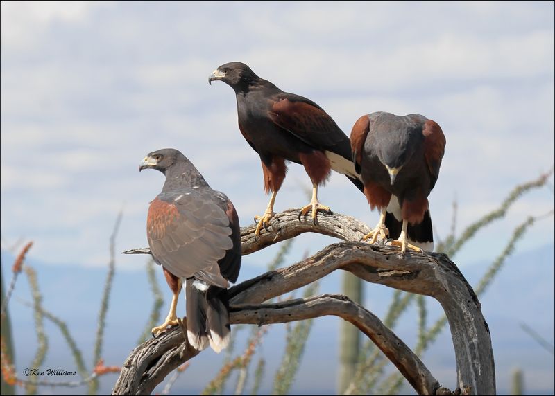 Harris's Hawk, Arizona-Sonora Desert Museum, AZ, 4-2-2024_8022z.jpg