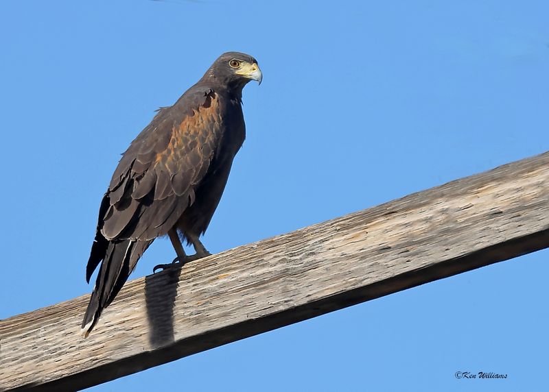 Harris's Hawk, Organ Pipe Nat Monument, AZ, 4-3-2024_9335z.jpg