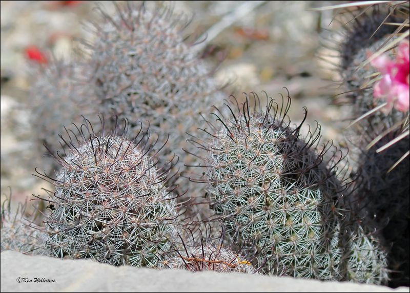 Hedgehog Cactus, Organ Pipe Nat Monument, AZ, 4-3-2024_9255z.jpg