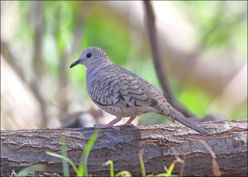 Inca Dove, Patagonia, AZ, 4-4-2024_0306z.jpg