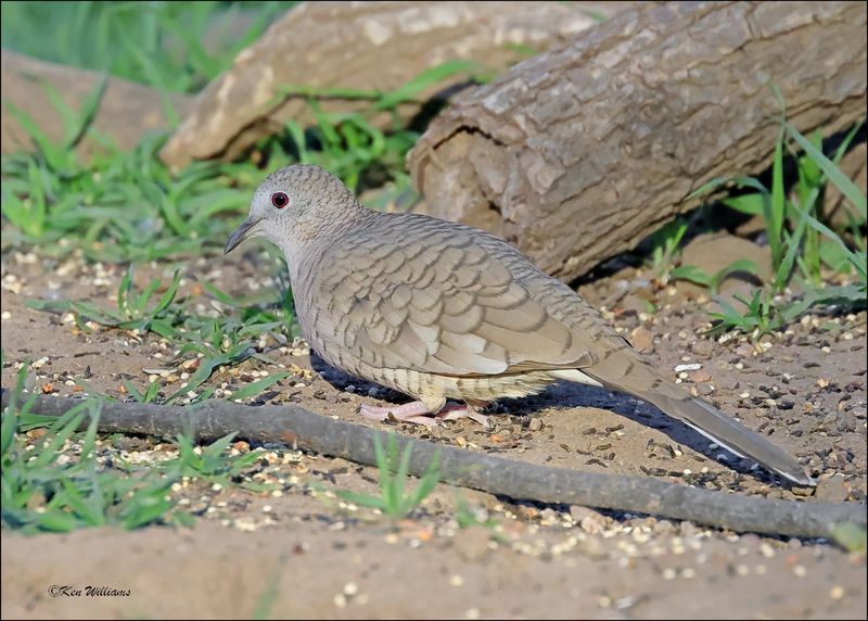 Inca Dove, Patagonia, AZ, 4-4-2024_0771z.jpg