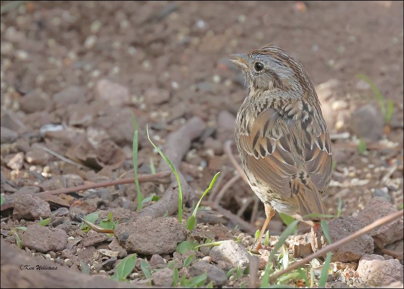 Lincoln's Sparrow, Patagonia, AZ, 4-5-2024_1471z.jpg