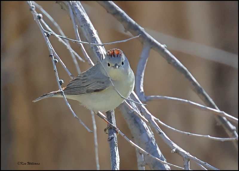 Lucy's Warbler, Patagonia, AZ, 4-4-2024_0344z.jpg
