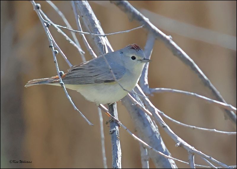 Lucy's Warbler, Patagonia, AZ, 4-4-2024_0350z.jpg