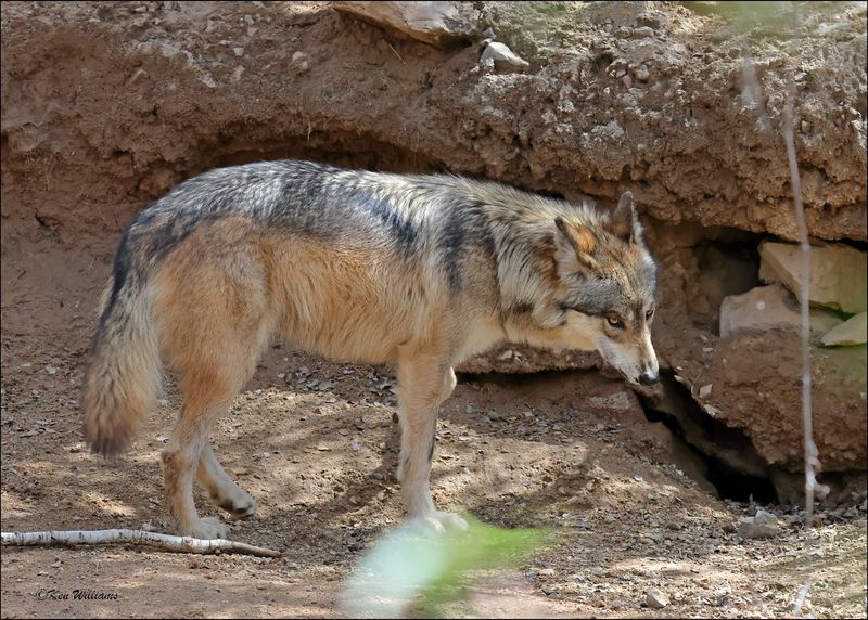 Mexican Gray Wolf, Arizona-Sonora Desert Museum, AZ, 4-2-2024_8075Z.jpg