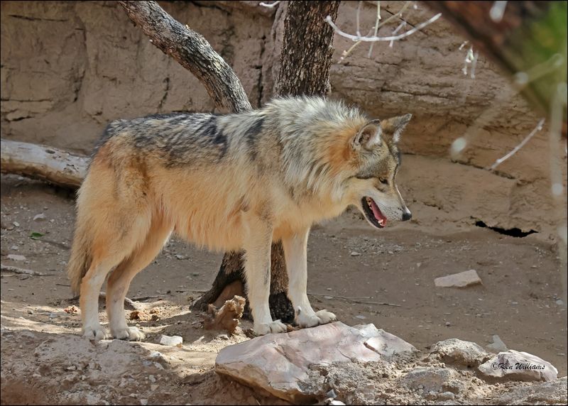 Mexican Gray Wolf, Arizona-Sonora Desert Museum, AZ, 4-2-2024_8087Z.jpg