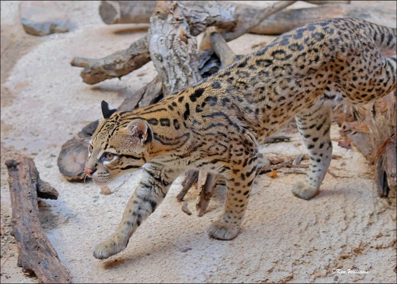 Carnivores