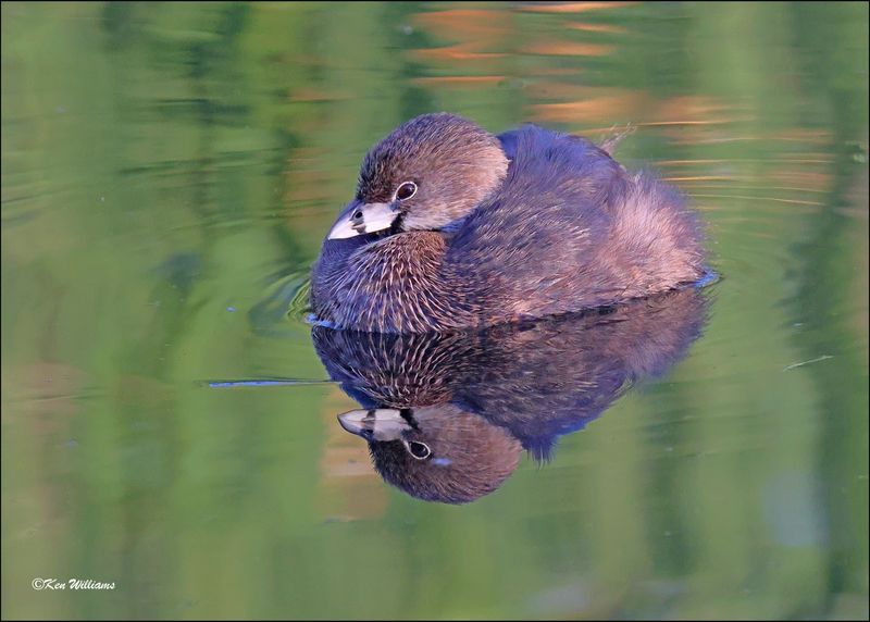 Pied-billed Grebe, Sweetwater Wetlands, Tucson , AZ, 4-2-2024_9128z.jpg