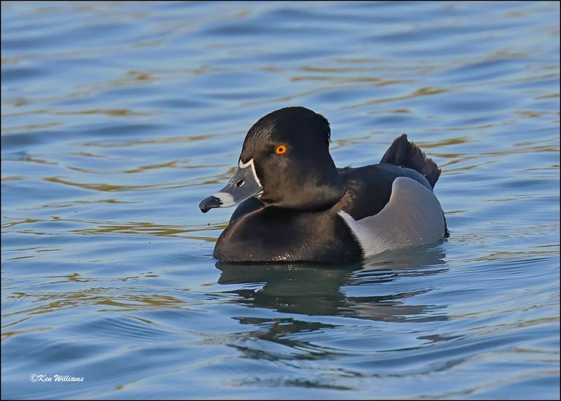 Ring-necked Duck male, Gilbert Water Ranch, AZ, 3-30-2024_6275z.jpg