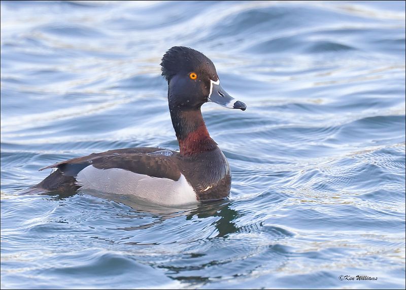 Ring-necked Duck male, Gilbert Water Ranch, AZ, 3-30-2024_6411z.jpg