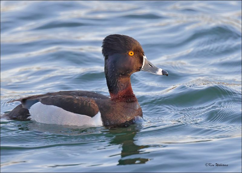 Ring-necked Duck male, Gilbert Water Ranch, AZ, 3-30-2024_6469z.jpg