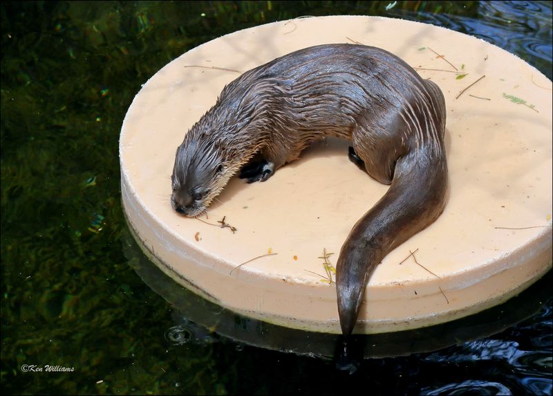 Otters