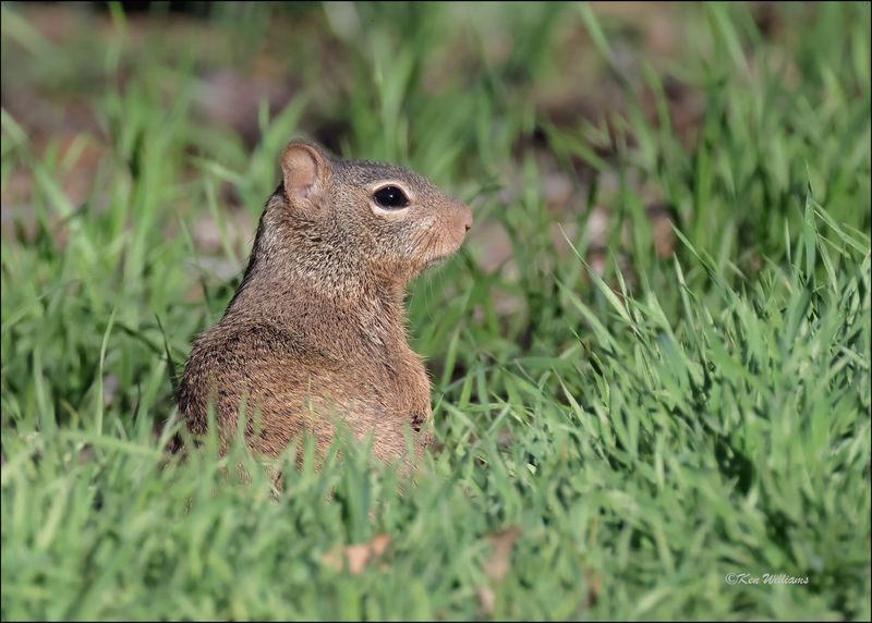 Rock Squirrel