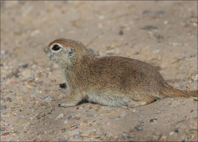 Round-Tailed Ground Squirrel - Spermophilus tereticaudus, Sweetwater Wetlands, Tucson , AZ, 4-2-2024_8860z.jpg