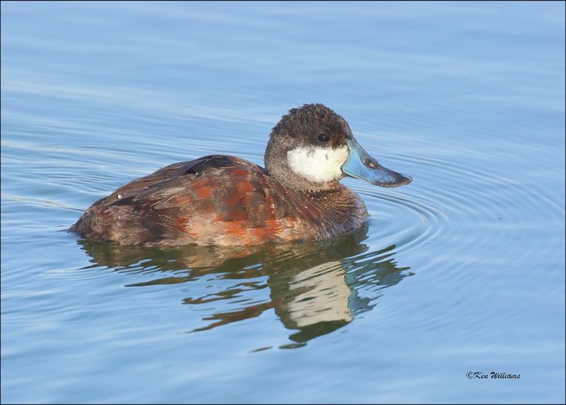 Ruddy Duck male, Gilbert Water Ranch, AZ, 3-30-2024_6196z.jpg