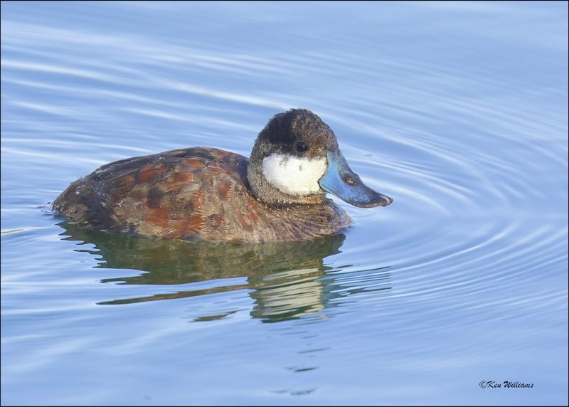 Ruddy Duck male, Gilbert Water Ranch, AZ, 3-30-2024_6201z.jpg
