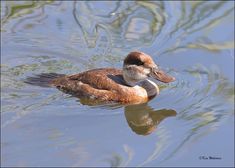 Ruddy Duck, Sweetwater Wetlands, Tucson , AZ, 4-2-2024_8419z.jpg