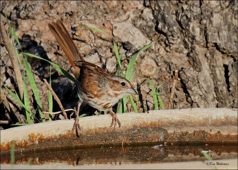 Song Sparrow - Southwest variety, Patagonia, AZ, 4-4-2024_0813z.jpg