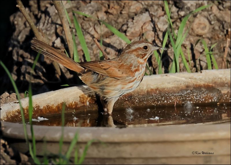 Song Sparrow - Southwest variety, Patagonia, AZ, 4-4-2024_0833z.jpg