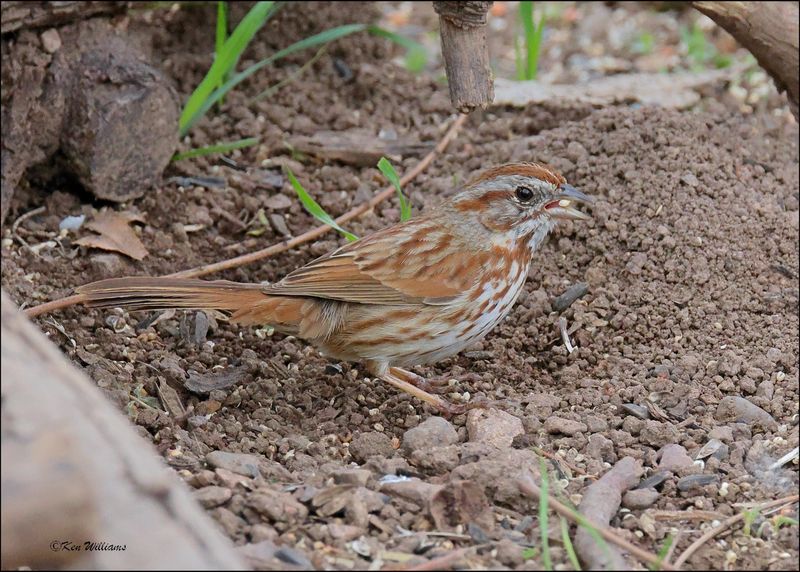 Song Sparrow - Southwest variety, Patagonia, AZ, 4-5-2024_1331z.jpg