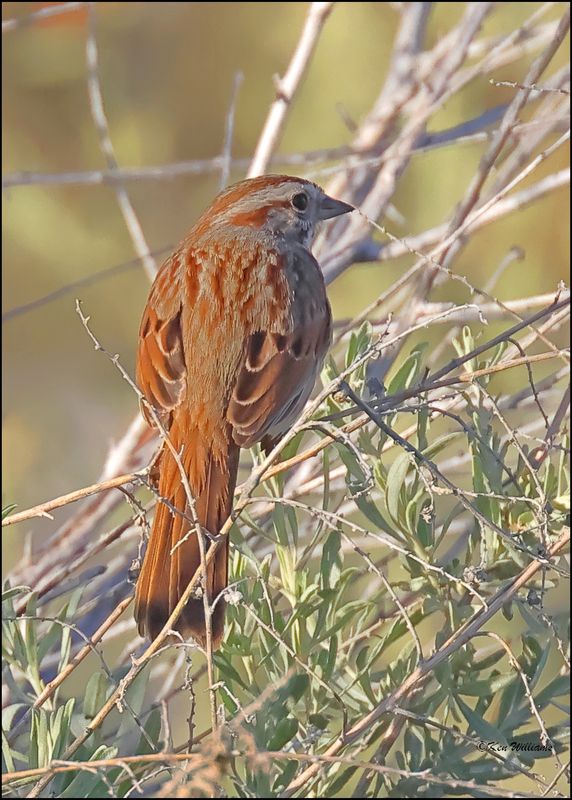 Song Sparrow - Southwest variety, Sweetwater Wetlands, Tucson , AZ, 4-2-2024_8940z.jpg