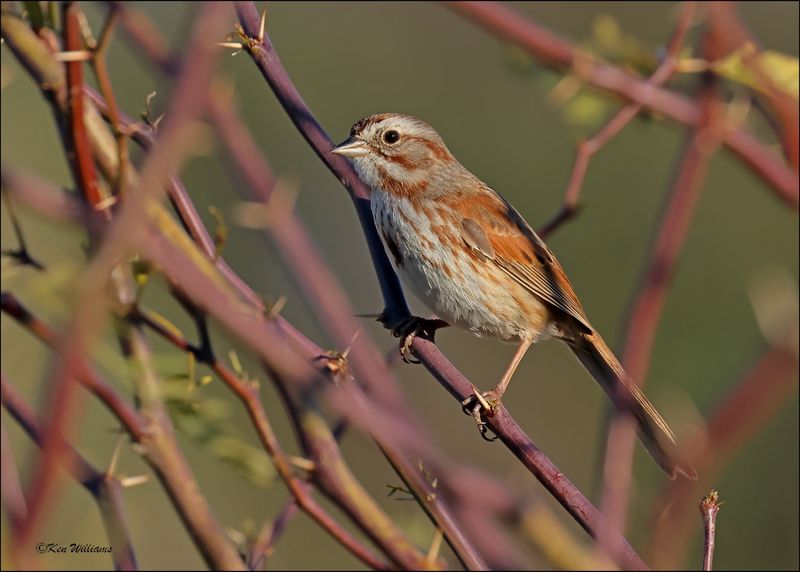 Song Sparrow - Southwest variety, Sweetwater Wetlands, Tucson , AZ, 4-2-2024_8993z.jpg