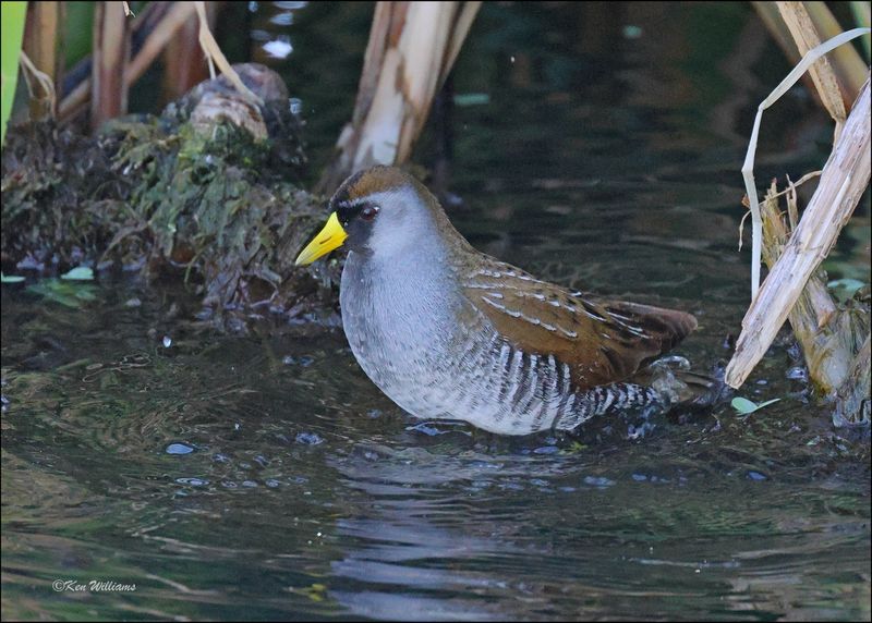 Sora, Sweetwater Wetlands, Tucson , AZ, 4-2-2024_8545z.jpg